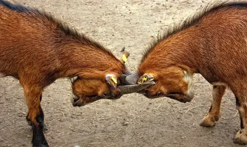 Can Wether Goats Be As Mean As Billy Goats?