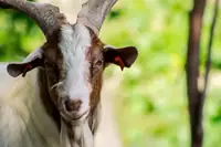 Can You Band A 2 Year Old Buck Goat? A Breeder's Guide to the Facts