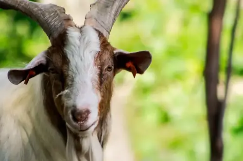 Can You Band A 2 Year Old Buck Goat? A Breeder's Guide to the Facts
