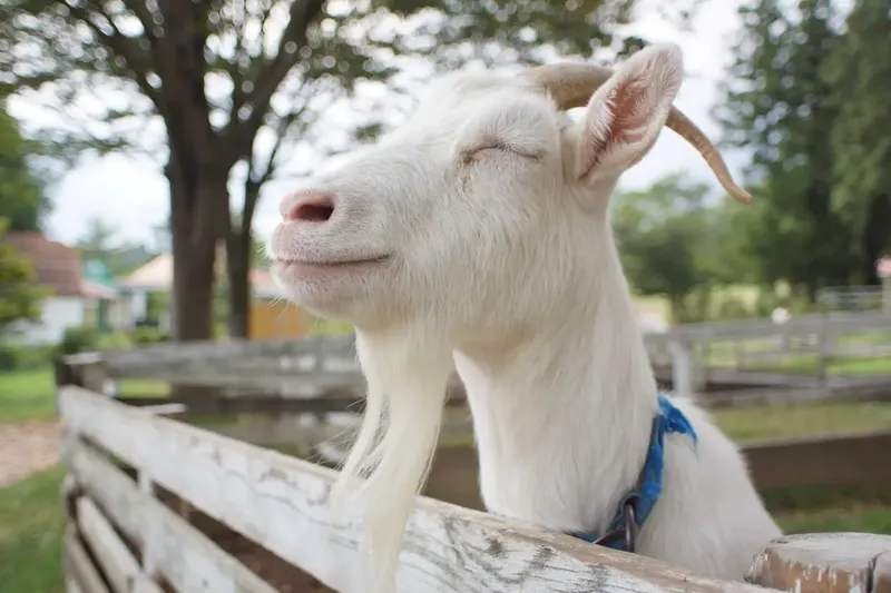 Can You Band A Goat At 3 Years Old? Genetics, Risks, and Outcomes