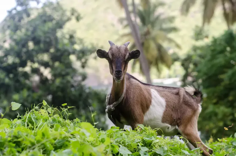 Can You Breed A 4yr Old Goat? Breeding Facts and What to Expect