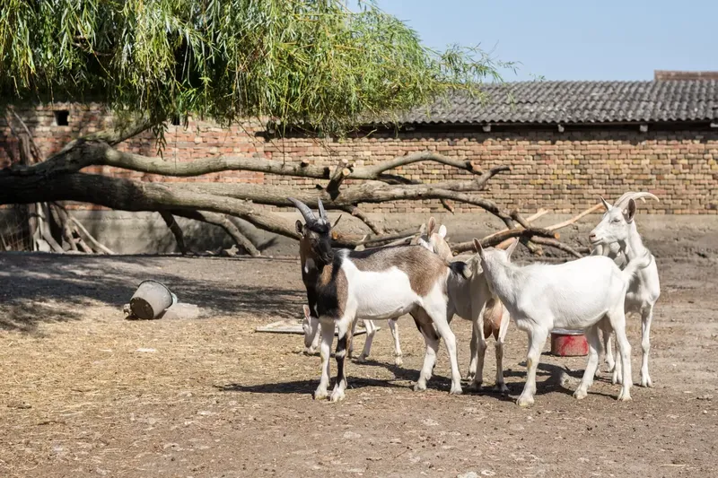 Can You Breed A Father And Daughter Goat?