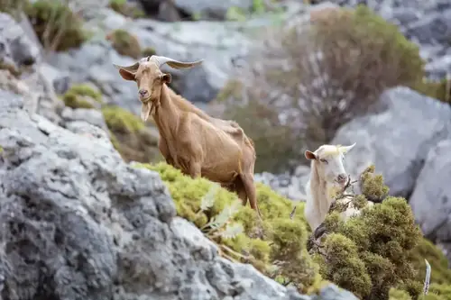 Can You Breed A Half Brother And Sister Goat?