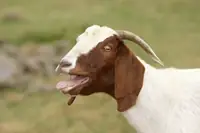 Can You Breed Screaming And Fainting Goats? Genetics, Risks, and Outcomes