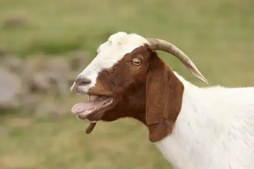 Can You Breed Screaming And Fainting Goats? Genetics, Risks, and Outcomes