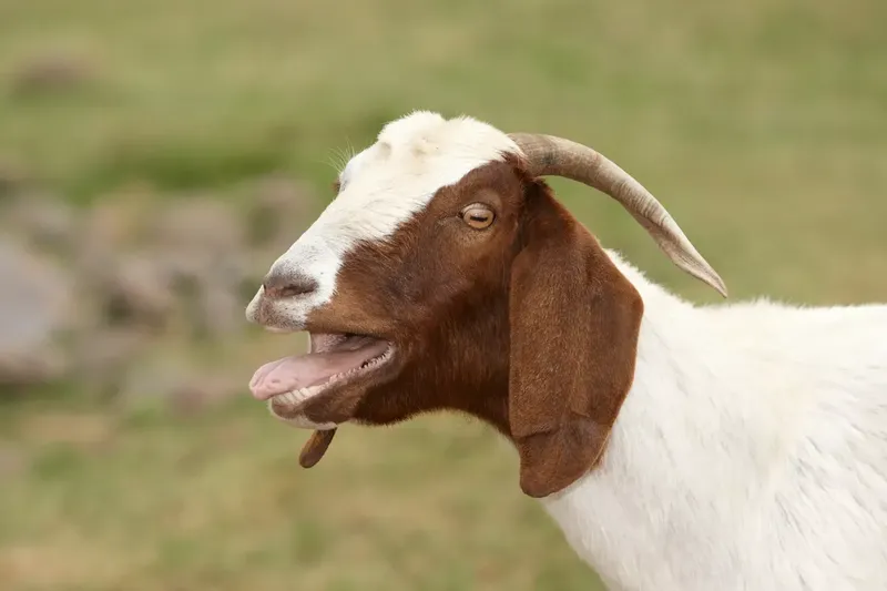 Can You Breed Screaming And Fainting Goats? Genetics, Risks, and Outcomes