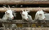 Can You Catch Diseases From Goats? Signs, Risks, and What to Do Next