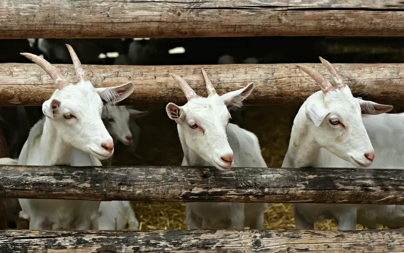 Can You Catch Diseases From Goats? Signs, Risks, and What to Do Next