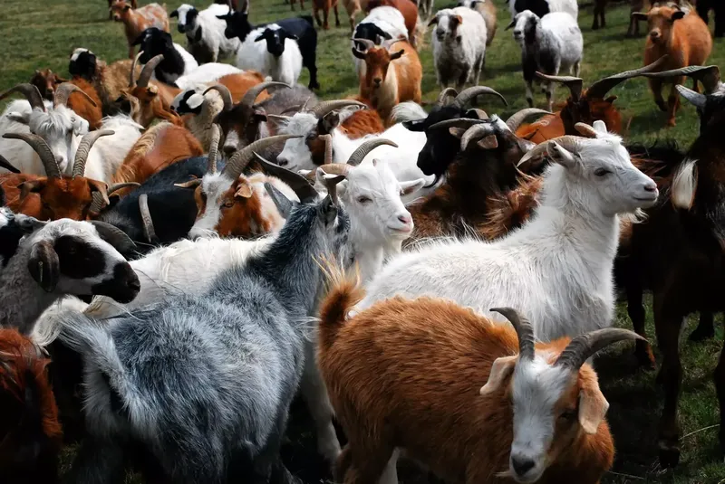 Can You Debloat A Goat?