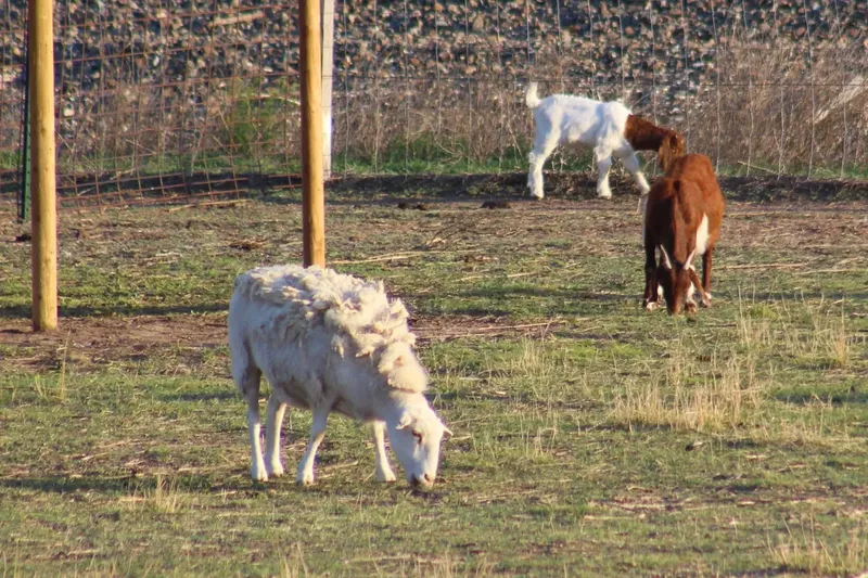 Can You Describe A Herd Of Sheep And Goats? Breeding Facts and What to Expect