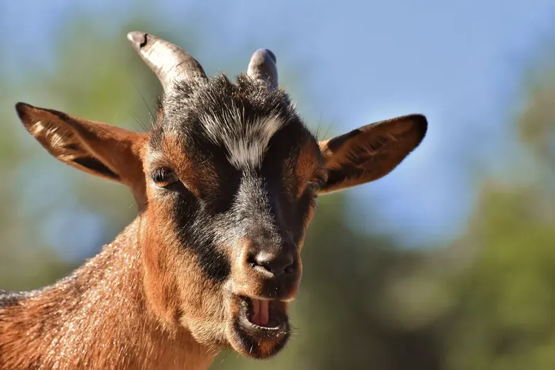 Can You Do Oral And Injection Of Ivermectin At The Same Time In Goats?