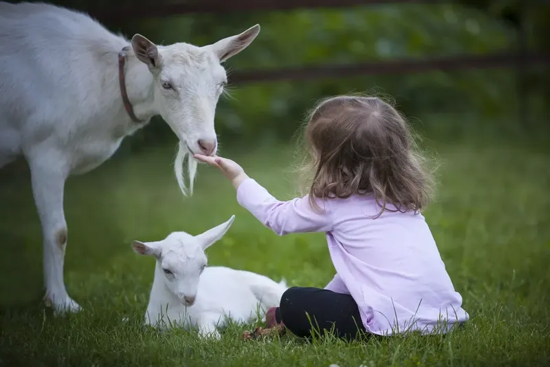 Can You Domesticate A Goat?