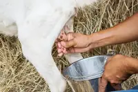 Can You Drink Goat Milk Straight From Goat? Causes, Symptoms, and Treatment Options