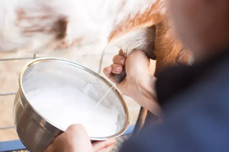 Can You Drink Milk From Goats With Mastitis? Signs, Risks, and What to Do Next