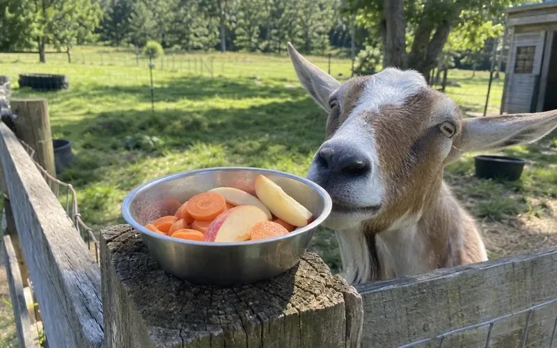 Bowl of carrot coins and apple slices on a fence post for goats