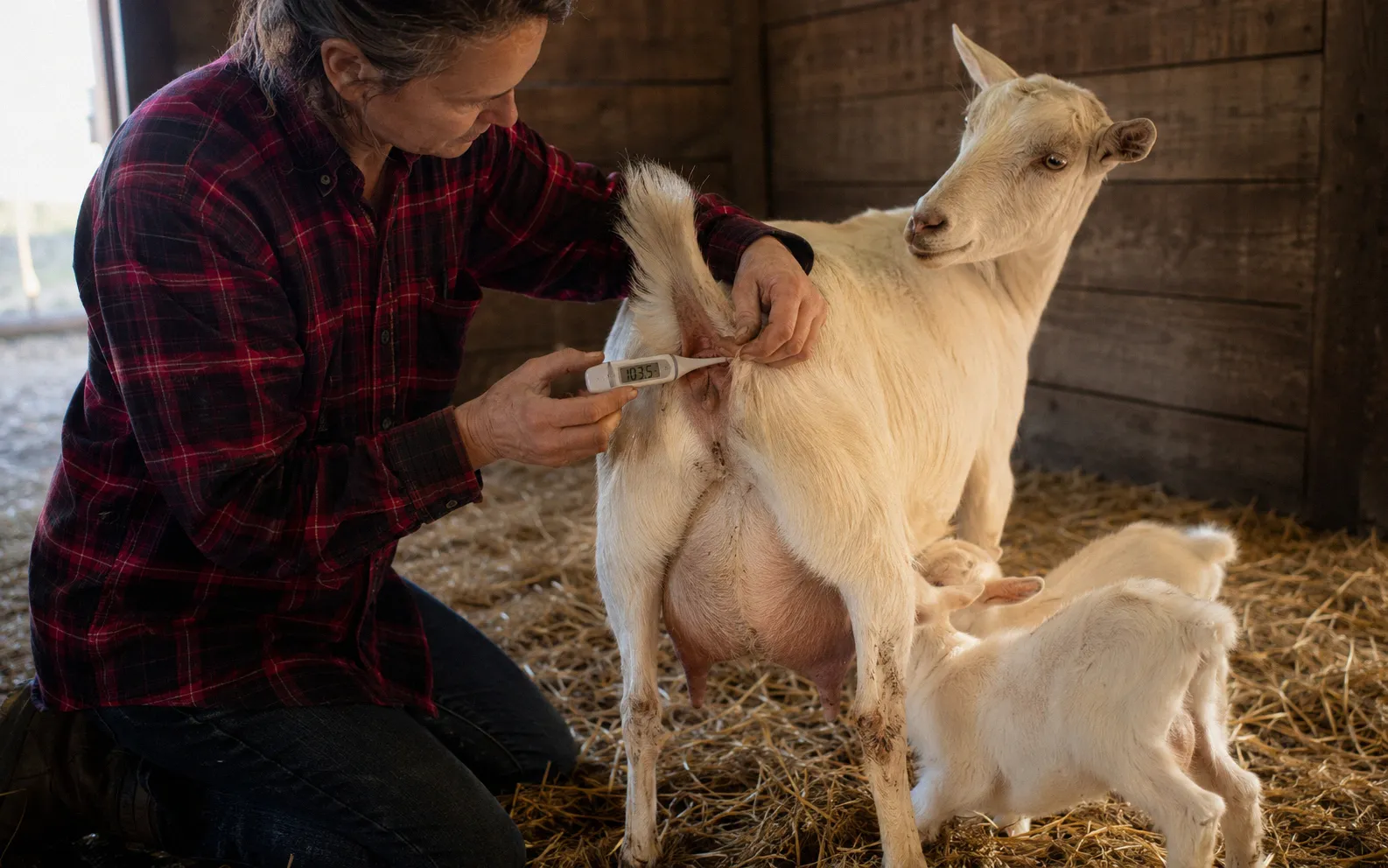 Goat owner monitoring doe's temperature with a rectal thermometer post-kidding