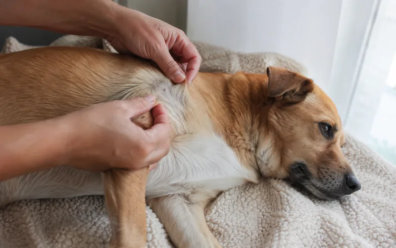A dog lying calmly while an owner gently checks its skin and coat