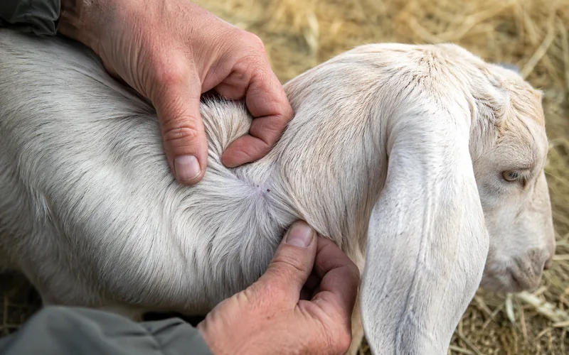 A goat owner parting the hair on a goat's neck to check for attached ticks