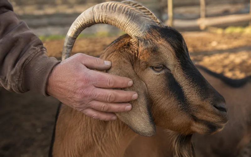Goat owner running a hand along a horn to check the gap to the skin