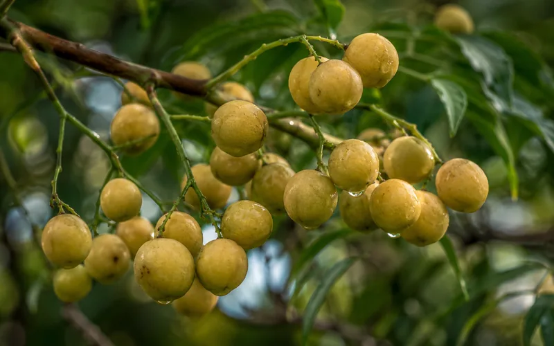 Ripe yellow chinaberry berries clustered on a leafy branch