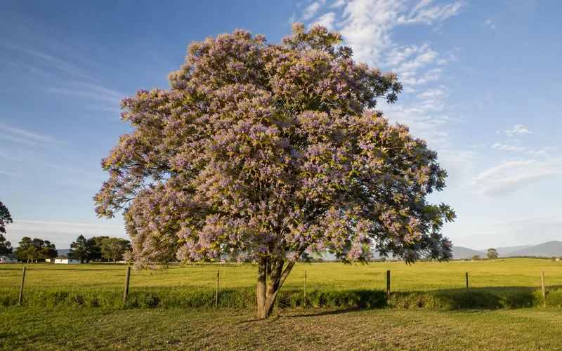 A mature chinaberry tree with lilac-purple flower clusters at the edge of a pasture