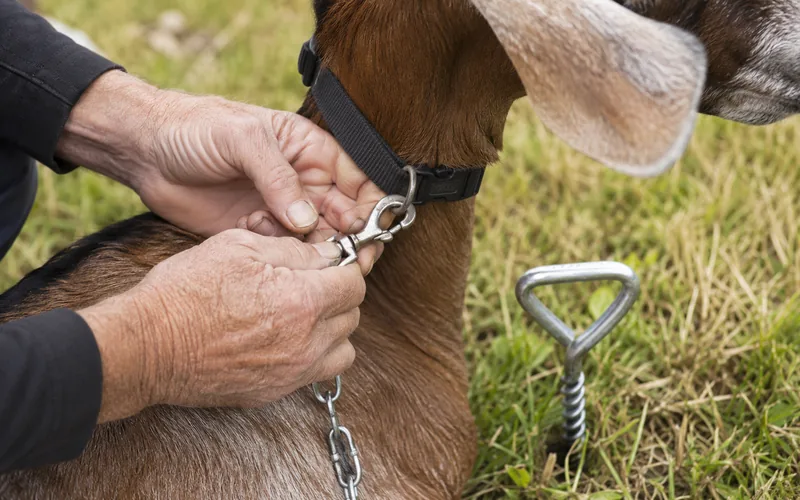 A person clipping a heavy-duty swivel snap to a goat collar beside a freshly driven ground stake