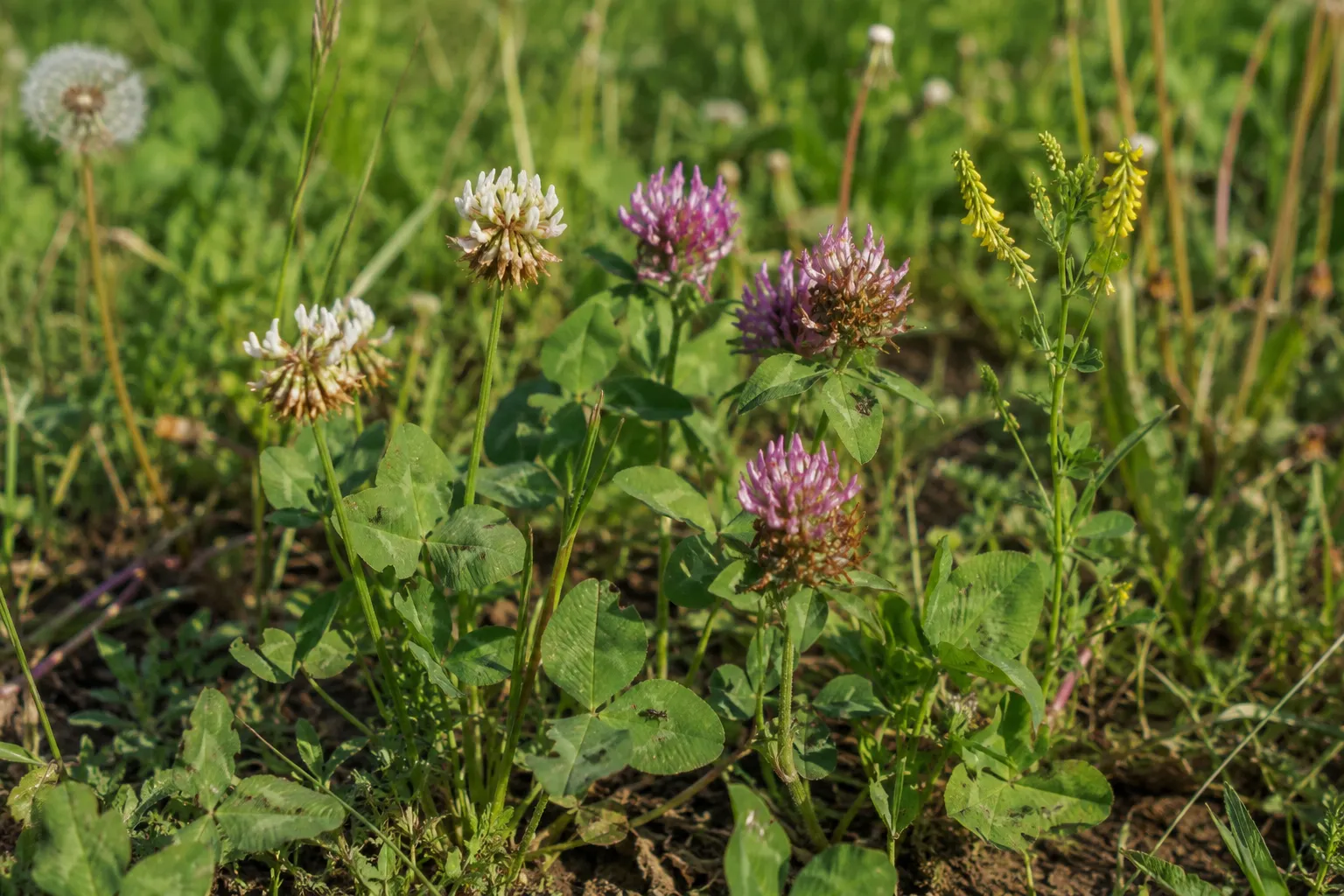 Comparison of different clover varieties growing in a pasture setting