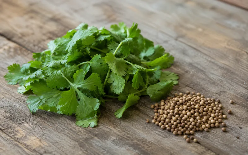 Fresh cilantro leaves beside a small dish of dried coriander seeds on a wooden barn table
