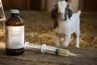 Corid for Goats: Dosage, Coccidiosis Treatment, and Safety