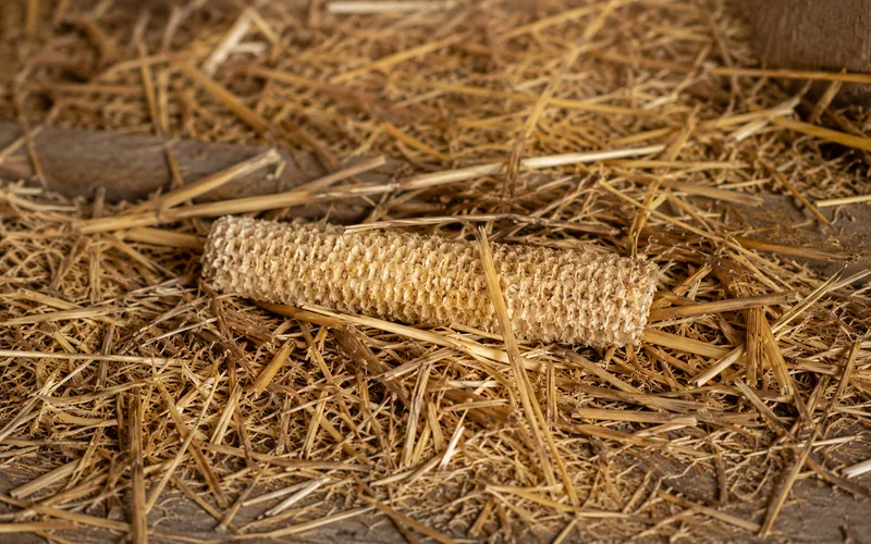 A stripped corn cob resting on straw bedding