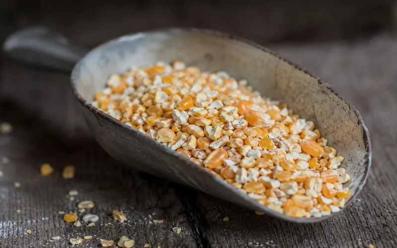 Cracked corn kernels in a metal feed scoop