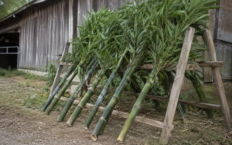 Freshly cut leafy bamboo canes leaning on a wooden drying rack