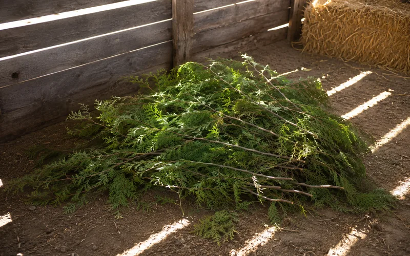 A pile of freshly cut cedar branches on the ground inside a goat pen with hay visible nearby