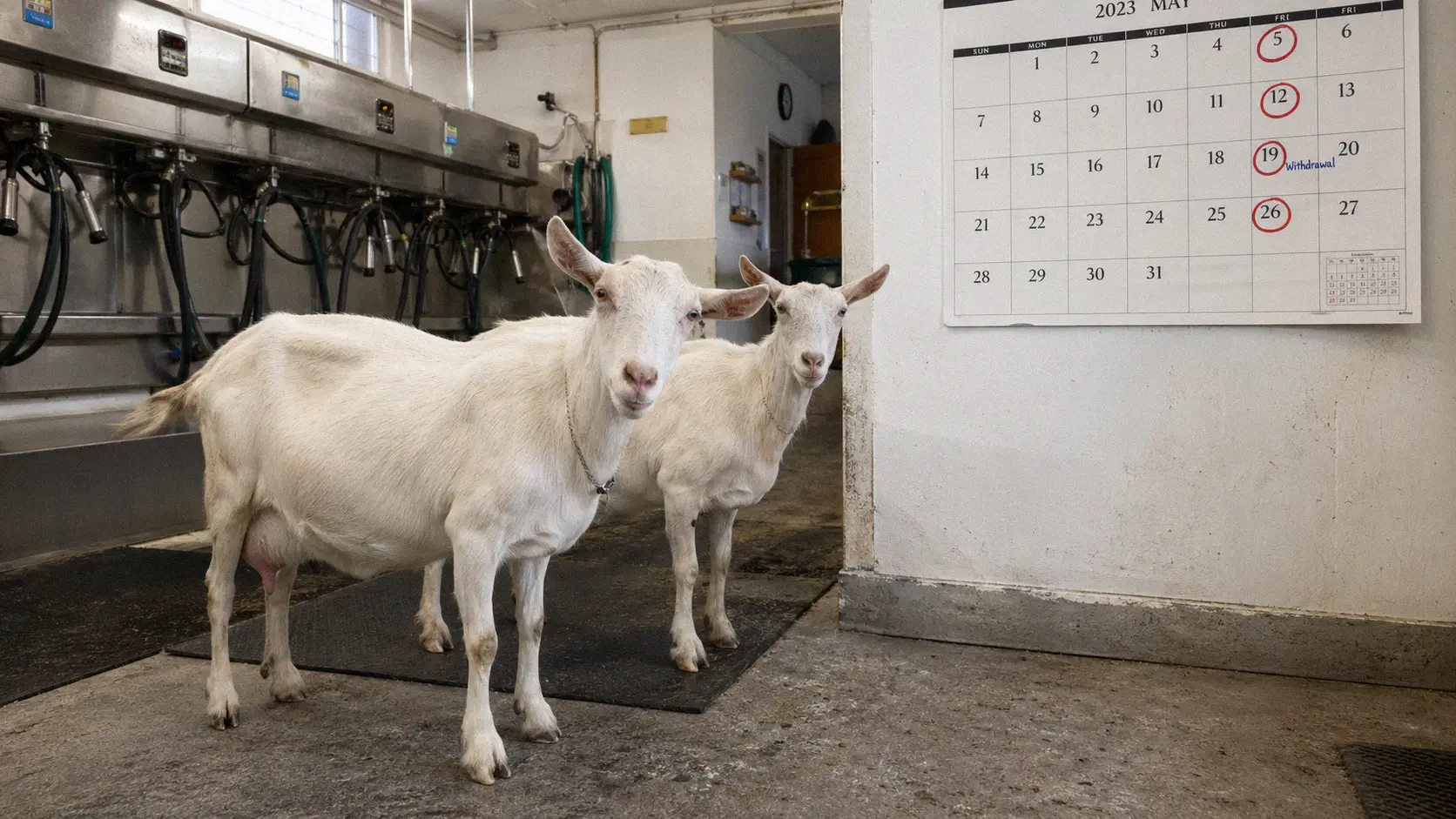 Dairy goats in a milking area with a calendar showing withdrawal dates