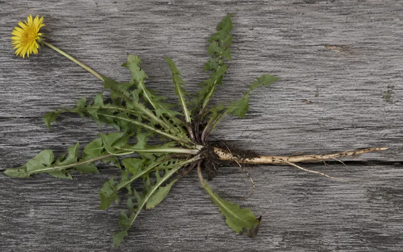 A dandelion plant pulled from the soil showing its full leaves, flower, and long taproot