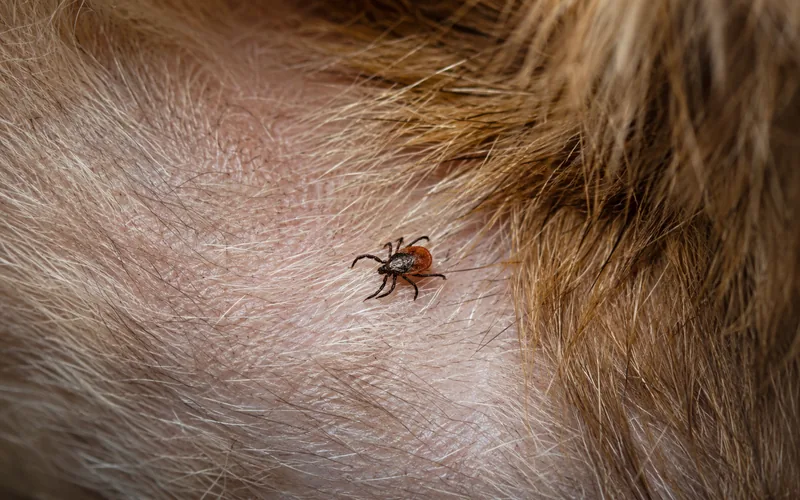 Close-up of a black-legged deer tick on the thin skin of a goat's neck, fully visible before attaching
