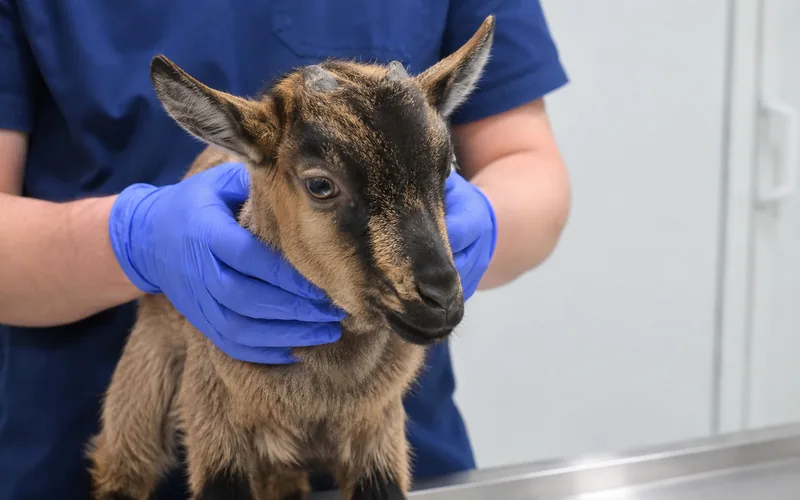 A young goat kid being disbudded to stop horns from forming