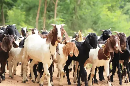 Do Goats Eat Meat? The Complete Answer Explained