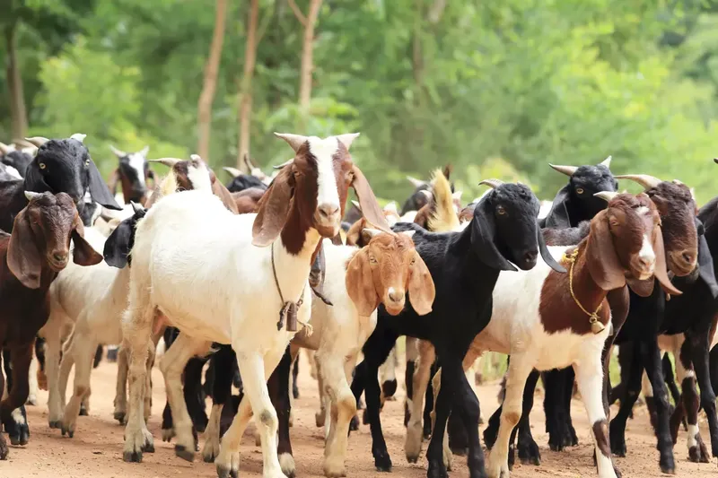 Do Goats Eat Meat? The Complete Answer Explained