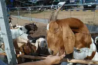 Do Goats Eat Metal? Anatomy, Facts, and What Owners Should Know