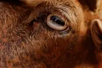 Do Goats Have Good Eyesight? Anatomy, Facts, and What Owners Should Know