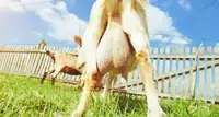 Do Goats Have Udders? Anatomy, Facts, and What Owners Should Know