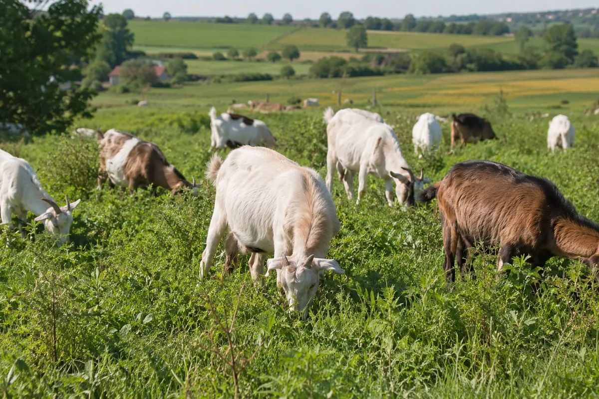 Goats grazing and browsing on green pasture, the forage foundation of their diet