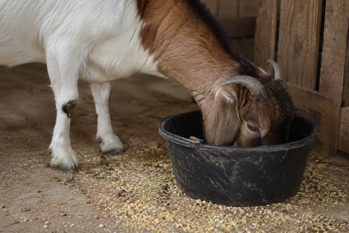 Do Goats Need Grain? How Much to Feed, When, and the Best Types
