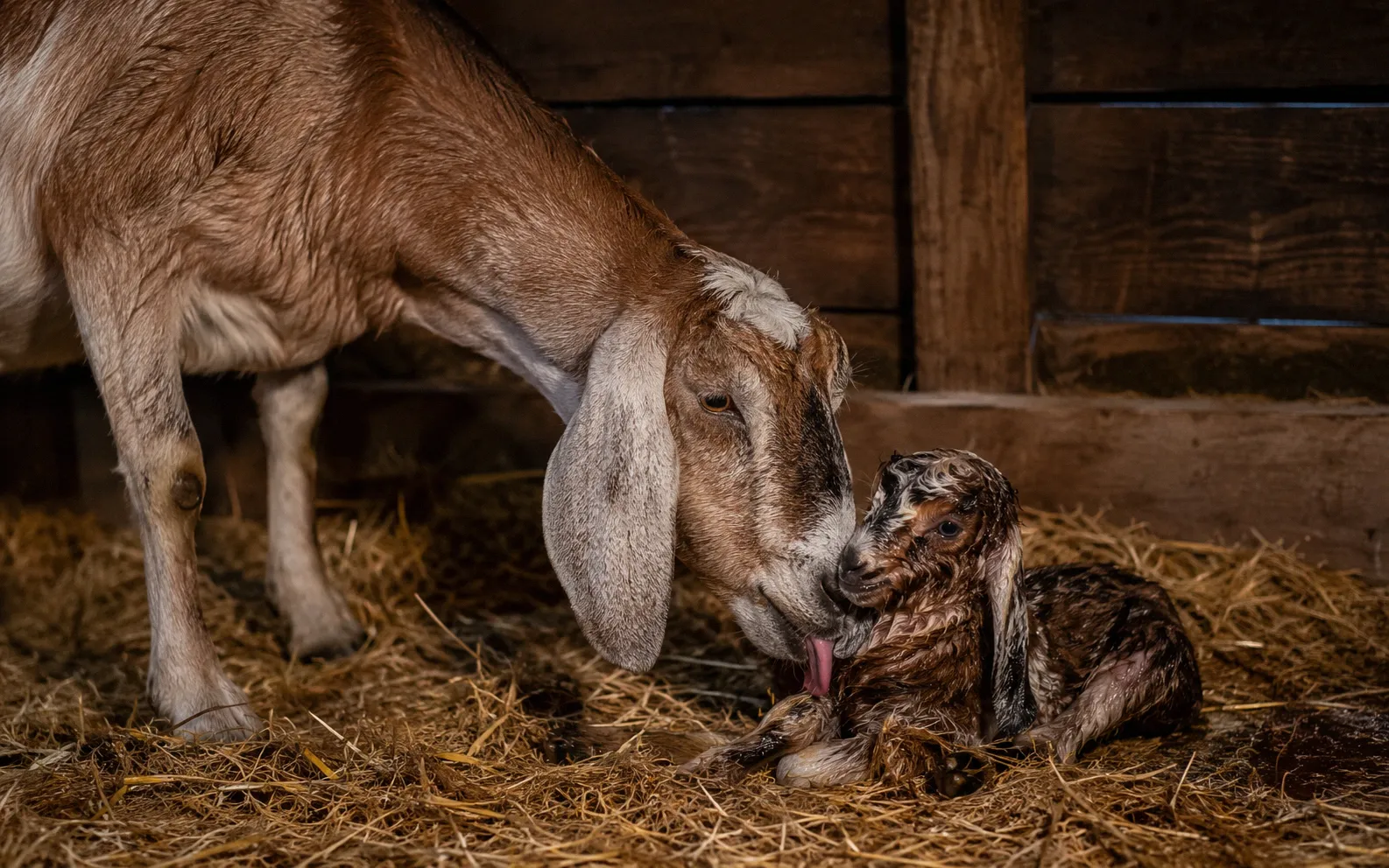 Doe cleaning her newborn kid shortly after delivery in a kidding stall