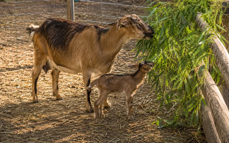 A young kid goat and its dam browsing soft bamboo leaves in a sunny pen