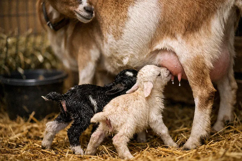 Mother doe nursing twin kids who receive passive CDT immunity through colostrum