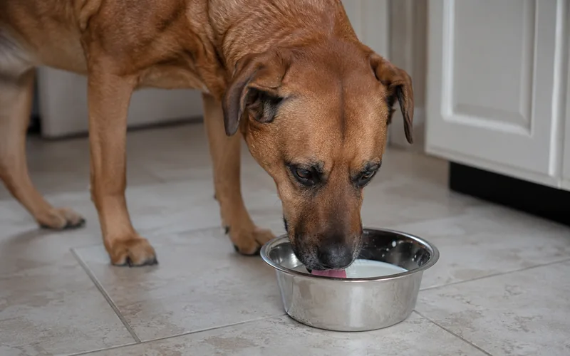 A medium-sized brown dog lapping goat milk from a stainless steel bowl on a kitchen floor