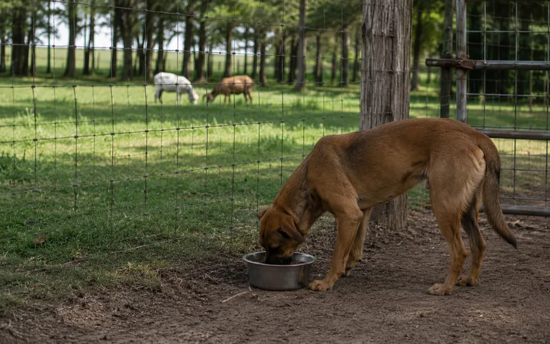 A dog eating from a bowl inside a fenced enclosure with goats grazing in the background