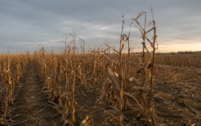 Dried corn stalks standing in a harvested field